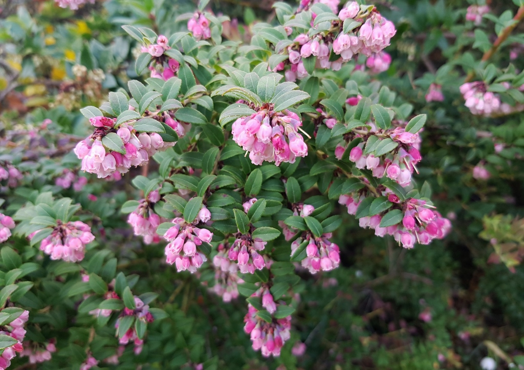 Lavendelheide, Pieris, Heidekraut, Heidekrautgewächse, Japanische Lavendelheide, Pieris japonica