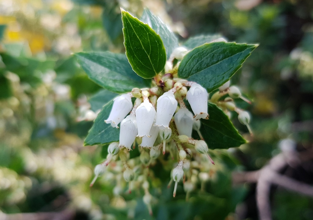 Lavendelheide, Pieris, Heidekraut, Heidekrautgewächse, Formosa-Lavendelheide, Pieris formosa