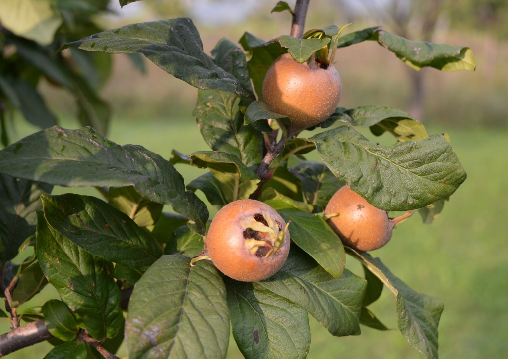Mispel pflanzen, Mispel, Mespilus