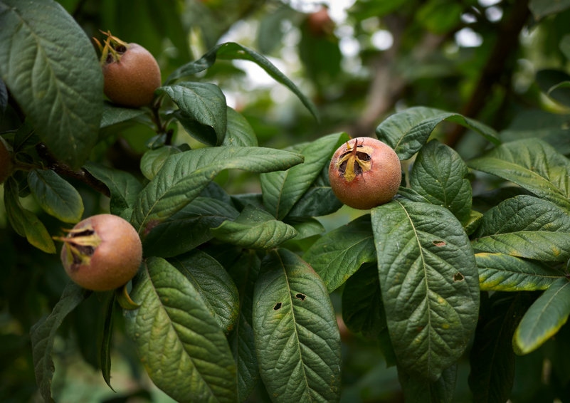 Mispel, Mispeln, Mespilus, Mespilus germanica