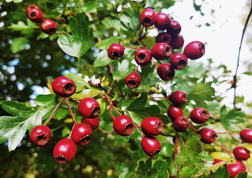 Weißdorn, Hagedorn, Crataegus