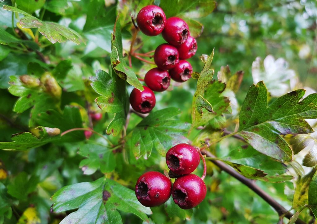 Weißdorn, Hagedorn, Crataegus