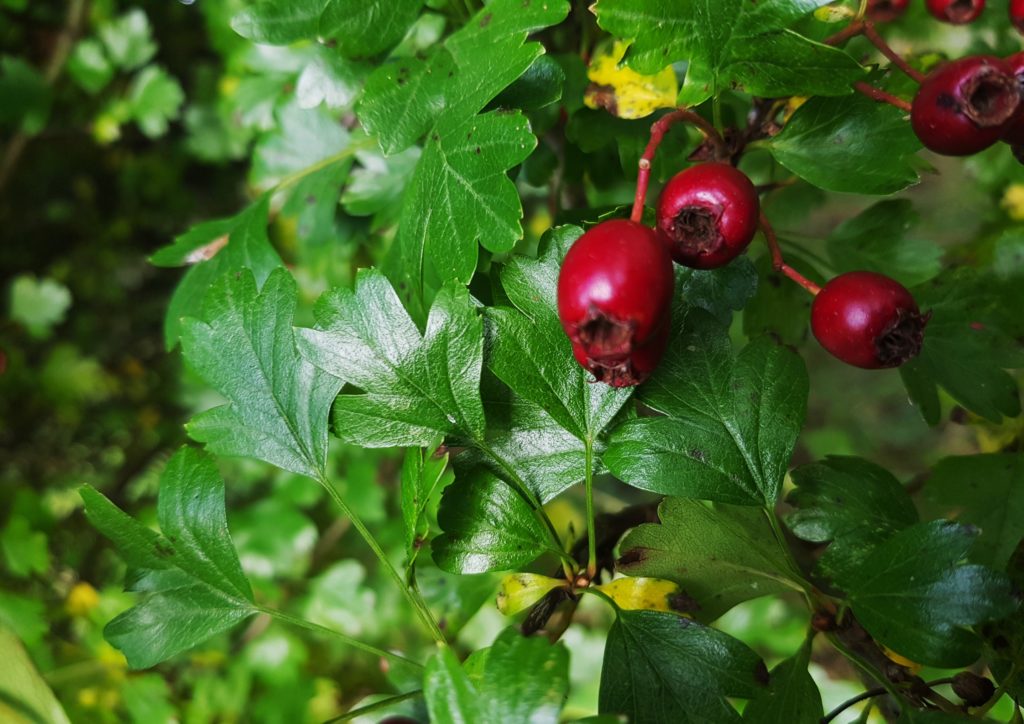 Weißdorn, Crataegus, Weißdornblätter, Weißdornfrüchte, Heilkräuter