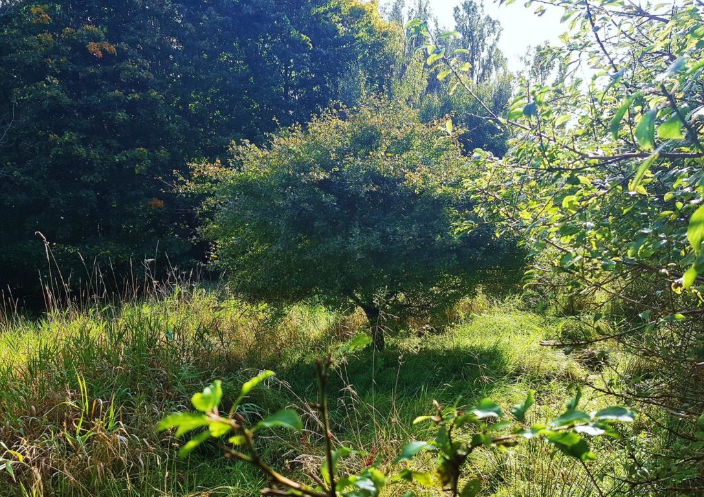 Weißdorn, Hagedorn, Crataegus, Weißdornbaum