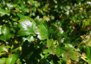 Weißdorn, Hagedorn, Crataegus, Weißdornblätter