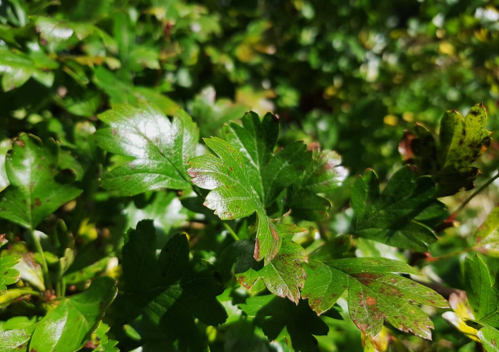 Weißdorn, Hagedorn, Crataegus, Weißdornblätter