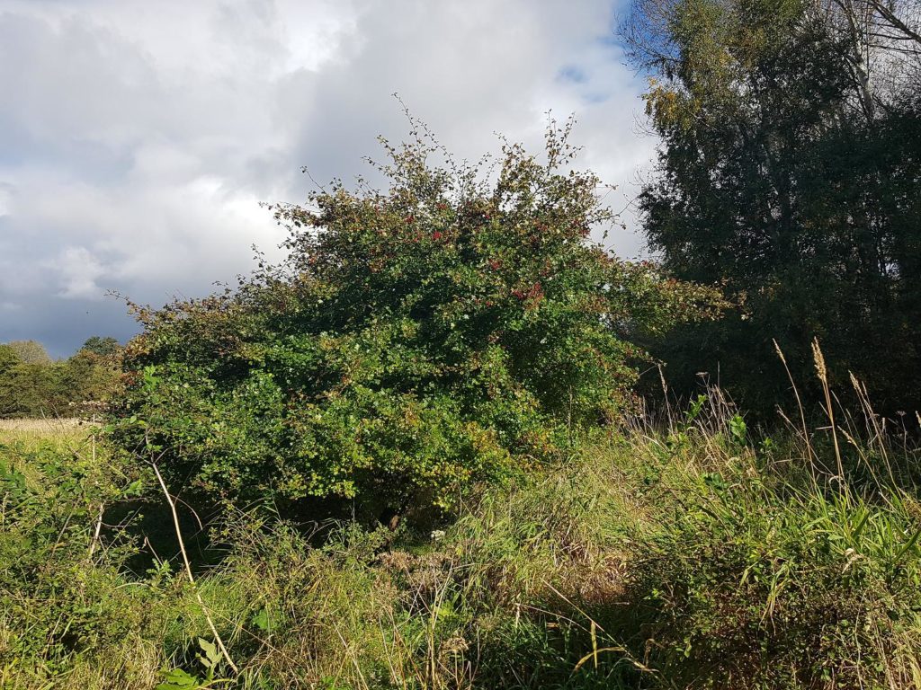 Weißdorn, Hagedorn, Crataegus, Weißdornhecke, Wilder Weißdorn