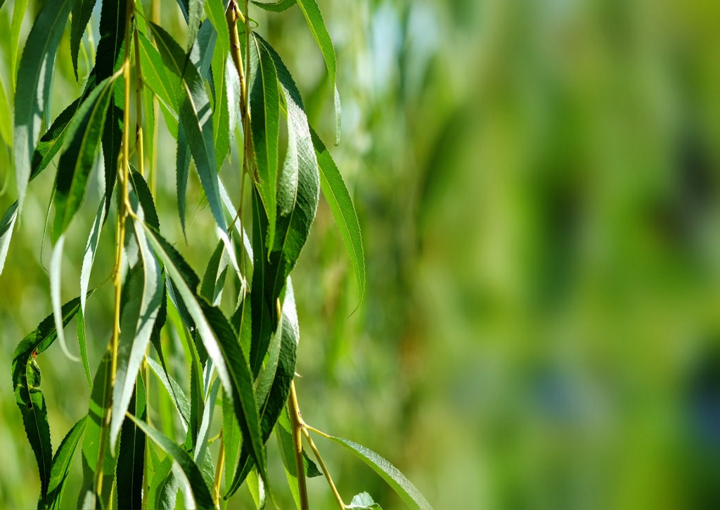 Weide pflanzen, Weide, Weidenbaum, Trauerweide, Weeping Willow, Salix, Salix babylonica