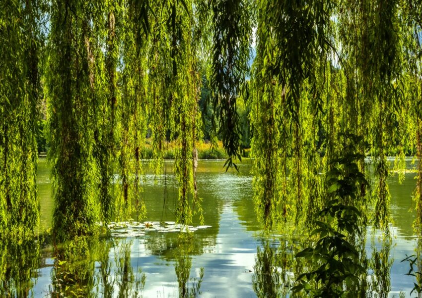 Weide, Weidengewächse, Salicaceae, Weidenbaum, Weidengewächse, Trauerweide, Weeping Willow, Salix, Salix babylonica