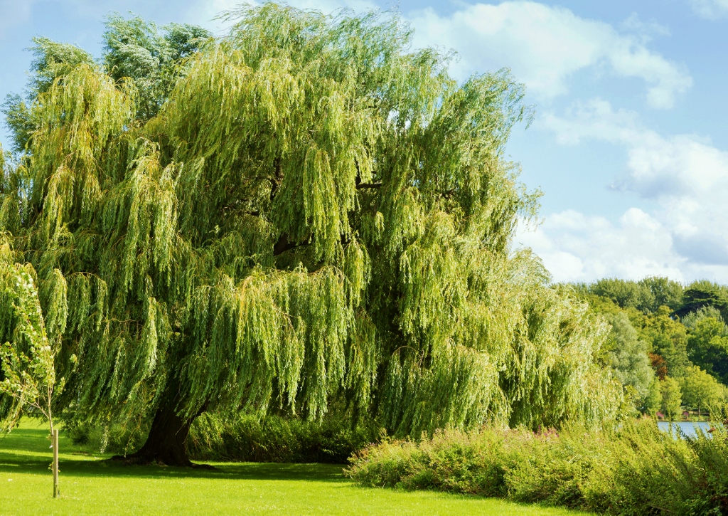 Weide, Weidengewächse, Salicaceae, Weidenbaum, Trauerweide, Weeping Willow, Salix, Salix babylonica