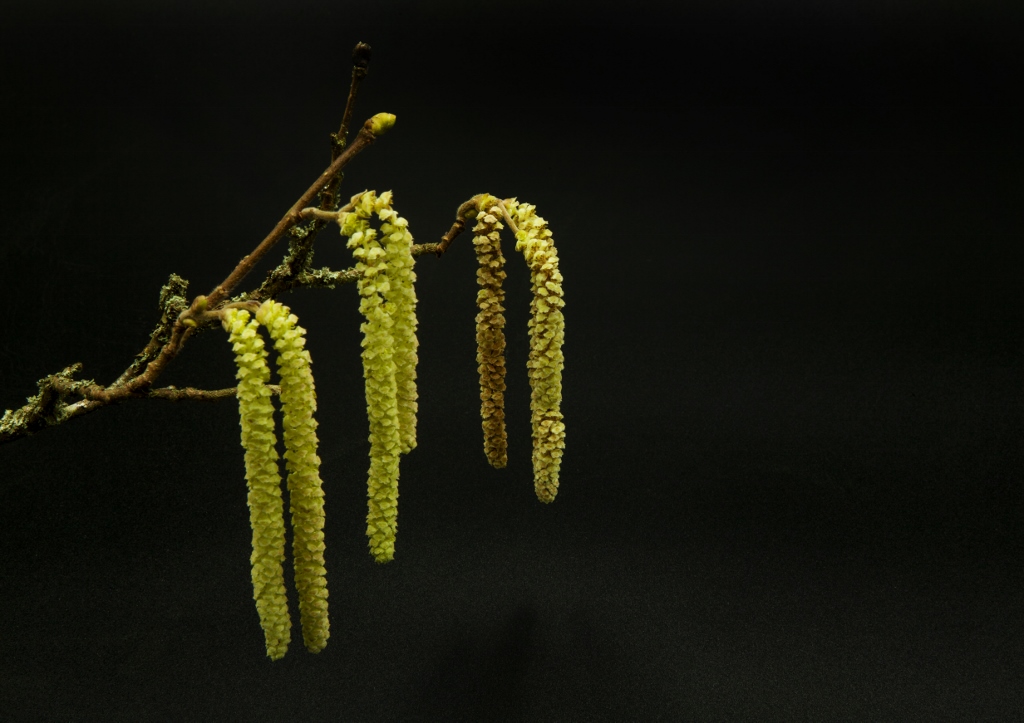 Weide, Weidenkätzen, Salix