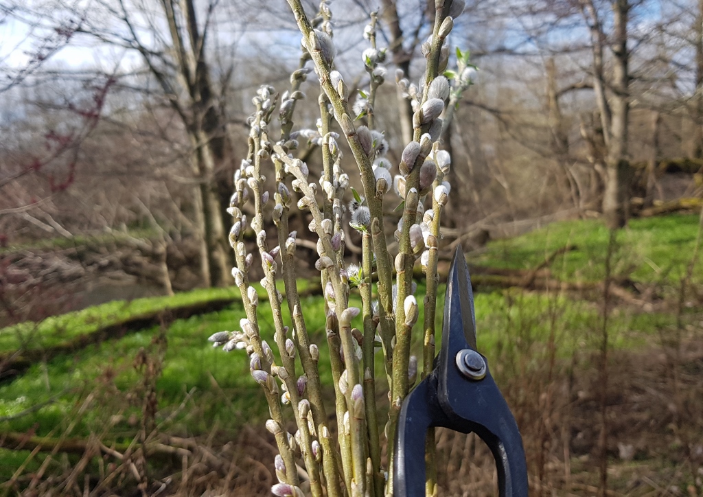 Weide, Weidenkätzen, Salix