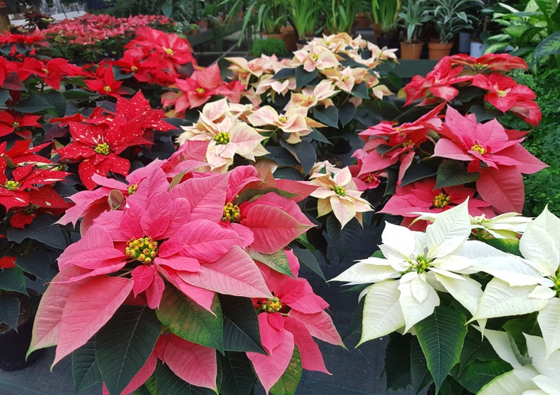 Wolfsmilch, Weihnachtsstern, Euphorbia, Euphorbia pulcherrima, Adventsstern, Christstern, Poinsettie 