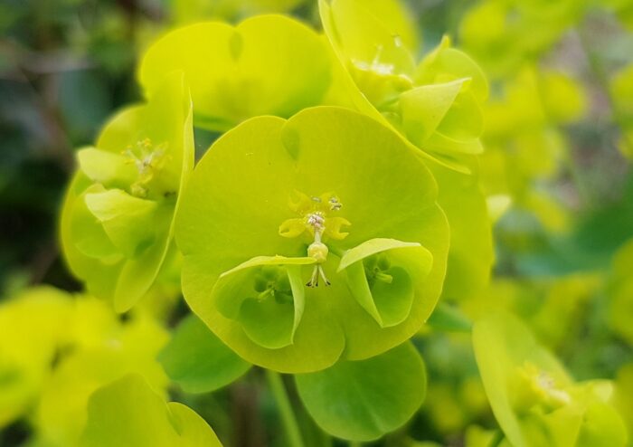 Wolfsmilch, Sonnwend-Wolfsmilch, Euphorbia, Euphorbia helioscopia