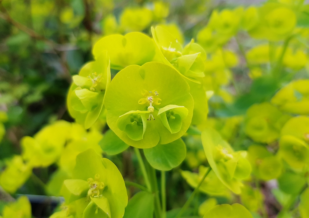 Wolfsmilch, Sonnwend-Wolfsmilch, Euphorbia, Euphorbia helioscopia