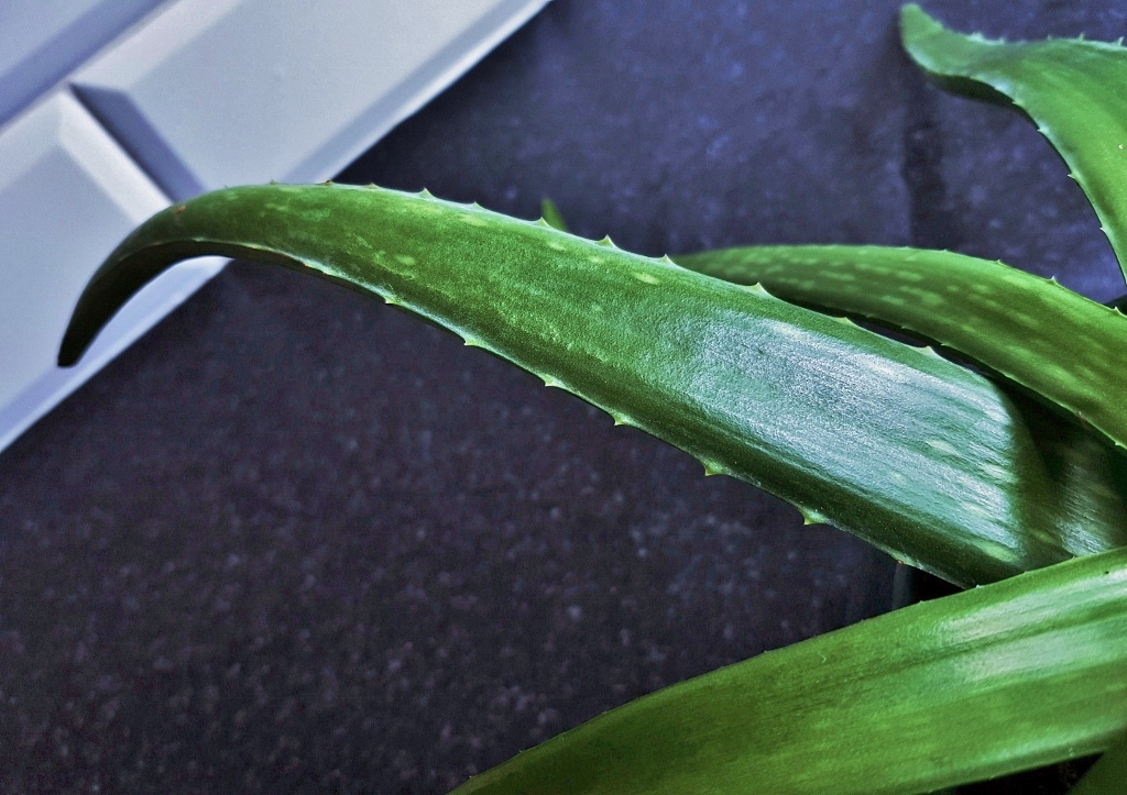 Aloe vera, Aloe, Wüstenlilie, Zimmerpflanze, Zimmerpflanzen, Topfpflanzen, Sukkulente, Sukkulenten