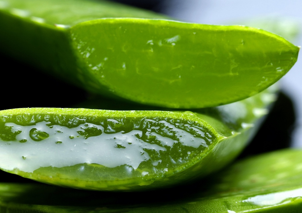 Aloe vera, Aloe vera Gel, Aloe, Naturkosmetik, Gesichtspflege, Hautpflege