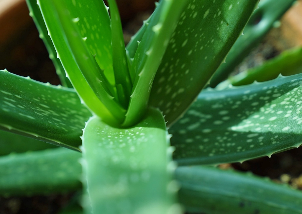 Aloe vera, Aloe, Wüstenlilie, Zimmerpflanze, Zimmerpflanzen, Topfpflanzen, Sukkulente, Sukkulenten