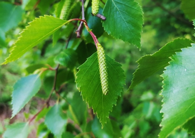 Birke, Birken, Betula, Birkenblätter