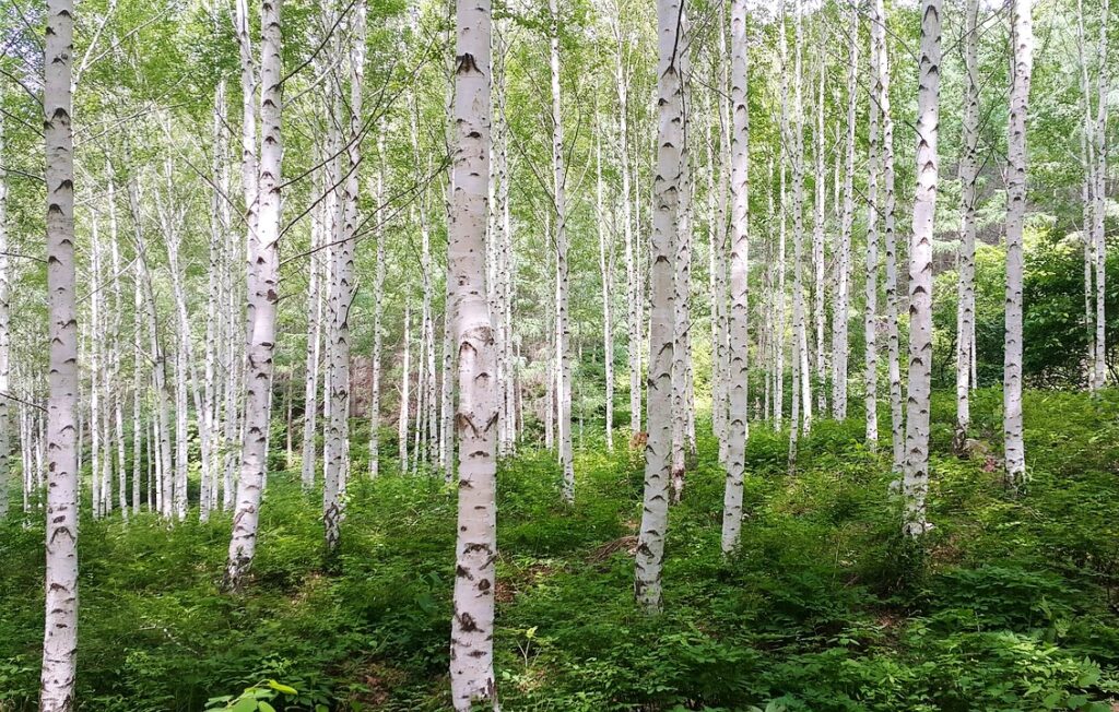 Birke, Birken, Betula, Birkenbäume, Birkenstämme, Birkenstamm, Birke pflanzen