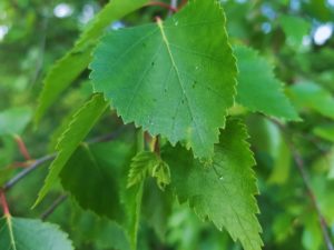 Birke, Birken, Betula, Birkenblätter