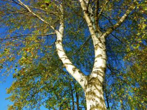 Birke, Birken, Betula, Birkenkrone, Birkenbäume, Birkenstämme, Birkenstamm