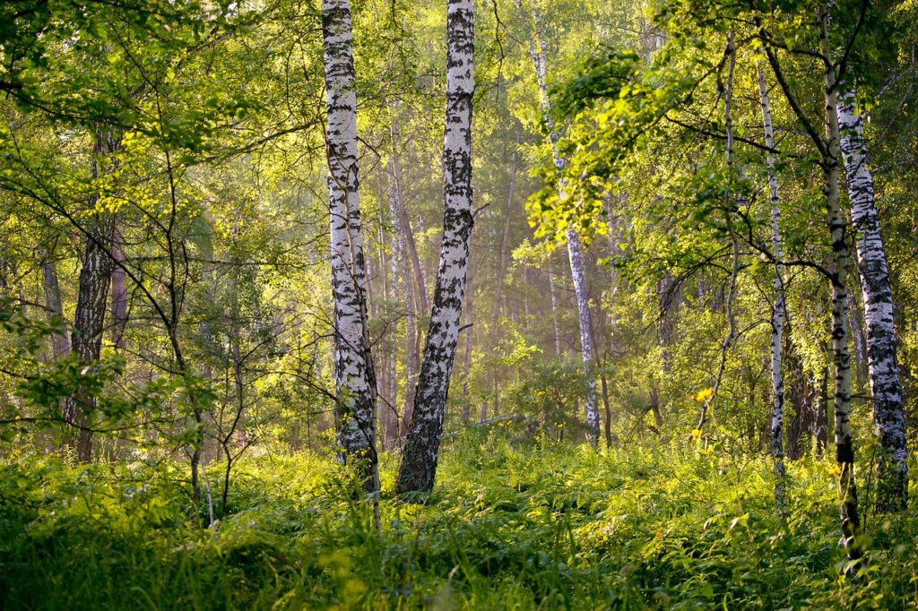 Birke, Birken, Betula, Birkenwald, Birkenwälder, Birkenbäume, Birkenstämme, Birkenstamm