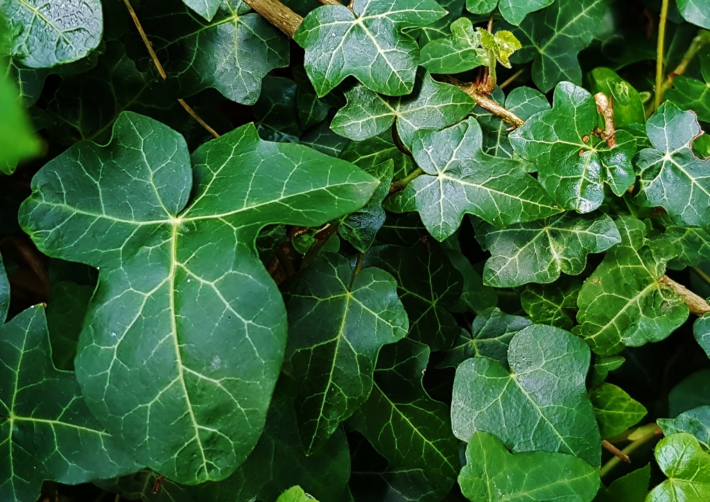 Efeu, Zimmerefeu, Hedera, Hedera helix