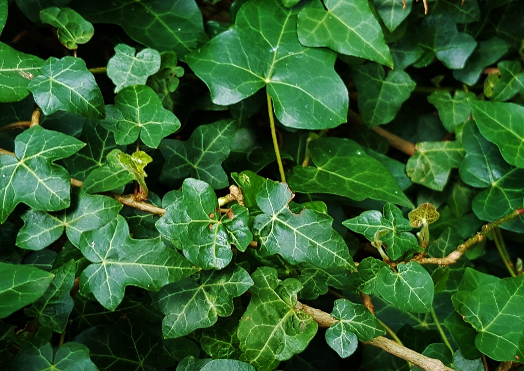 Efeu, Zimmerefeu, Hedera, Hedera helix