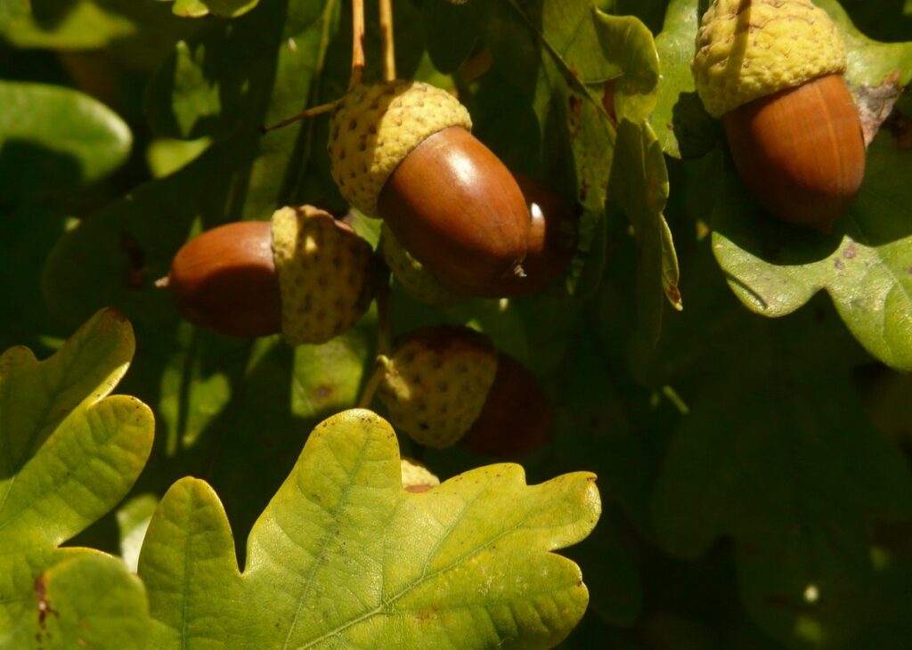 Eiche, Eichen, Eichenbaum, Eichenbäume, Quercus, Eichel, Eicheln, Eichenblätter