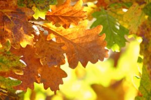 Eiche, Eichen, Eichenbaum, Eichenbäume, Quercus, Eichel, Eicheln, Eichenblätter