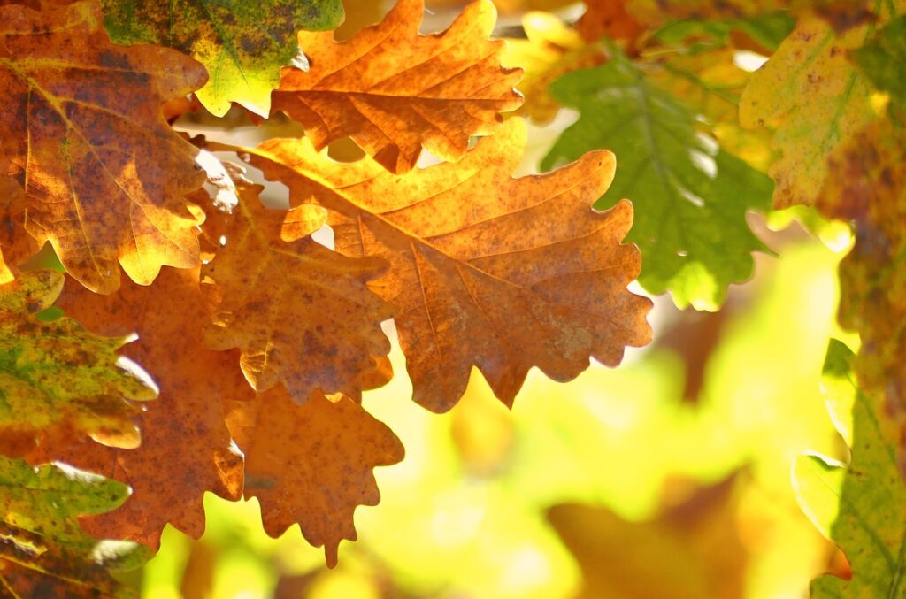 Eiche, Eichen, Eichenbaum, Eichenbäume, Quercus, Eichel, Eicheln, Eichenblätter