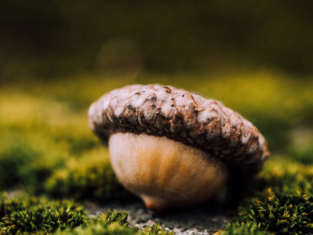 Eiche, Eichen, Eichenbaum, Eichenbäume, Quercus, Eichel, Eicheln