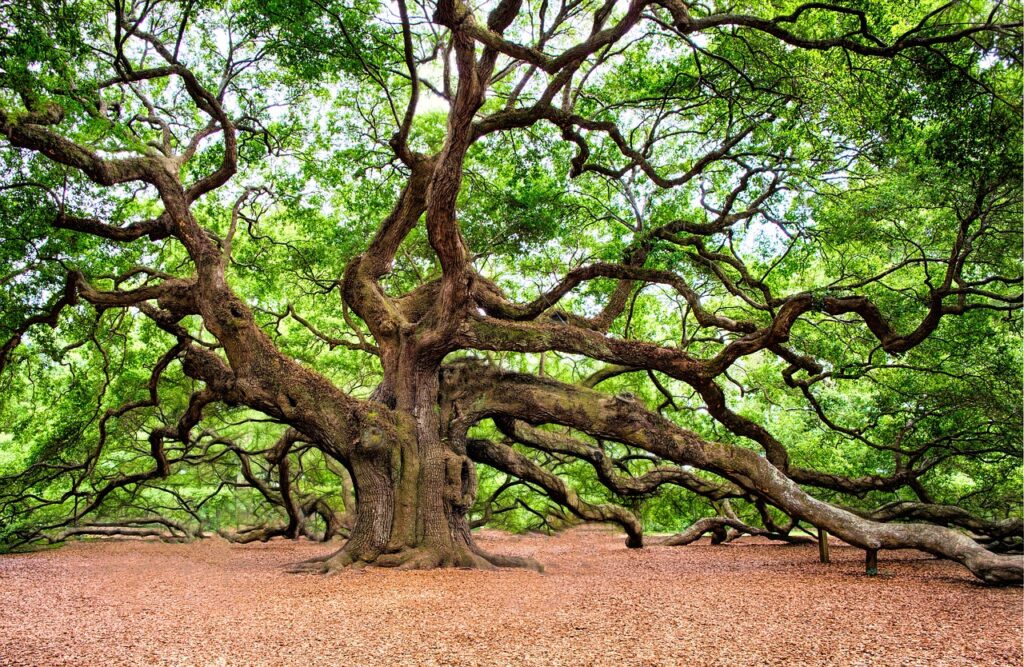 Eiche, Eichen, Eichenbaum, Eichenbäume, Quercus