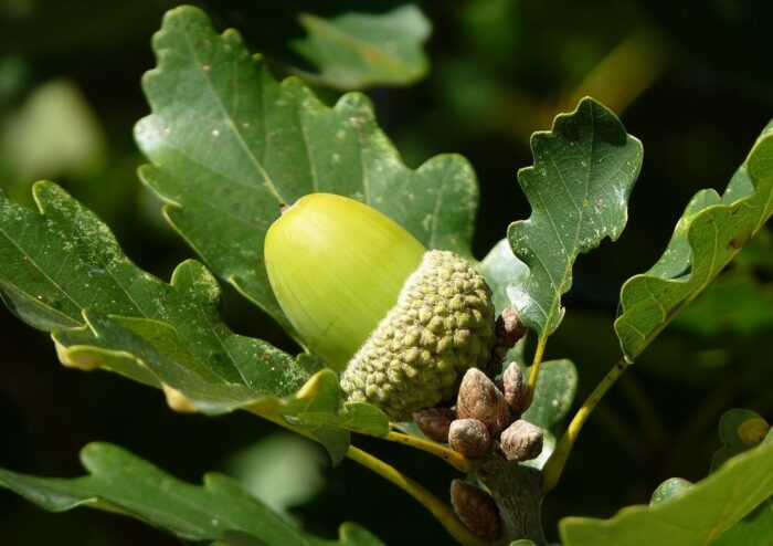 Eiche, Eichen, Eichenbaum, Eichenbäume, Quercus, Eichel, Eicheln, Eichenblätter