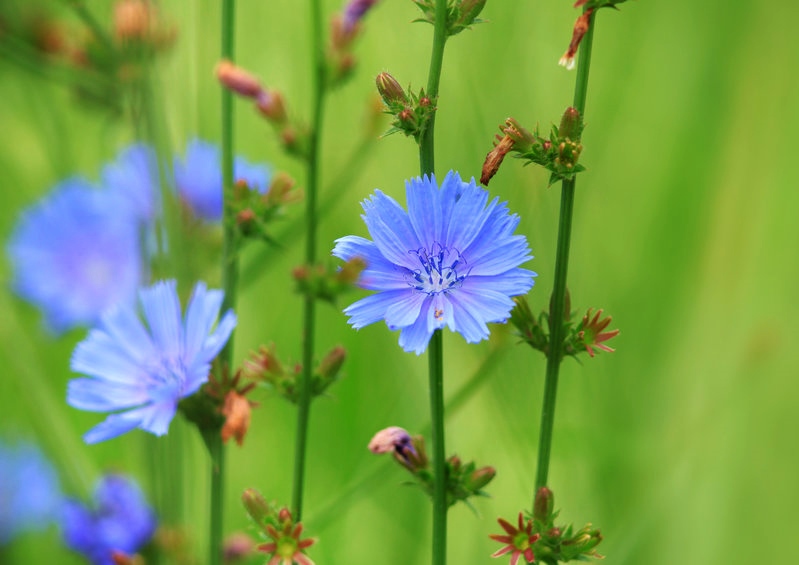 Wegwarte, Zichorie, Cichorium, Gemeine Wegwarte, Cichorium intybus