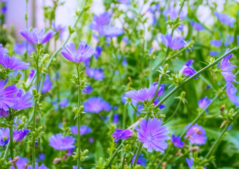 Wegwarte, Zichorie, Cichorium, Gemeine Wegwarte, Cichorium intybus