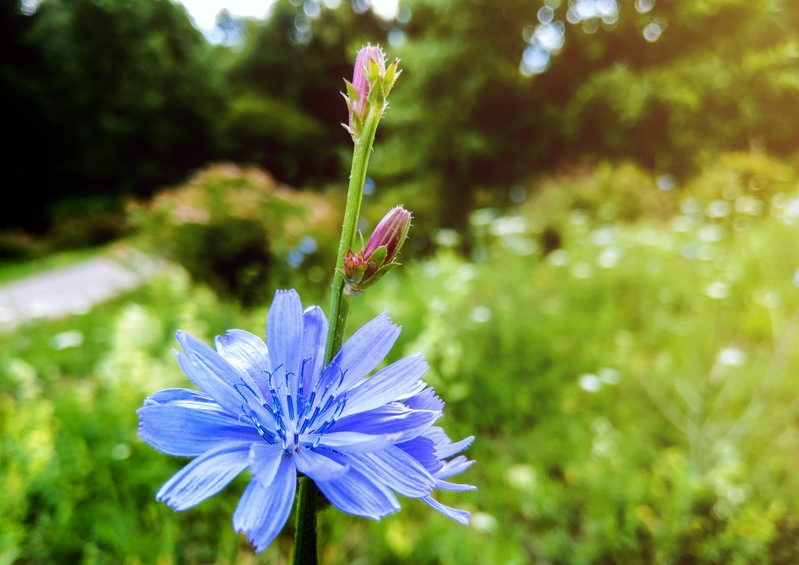 Wegwarte, Zichorie, Cichorium, Gemeine Wegwarte, Cichorium intybus