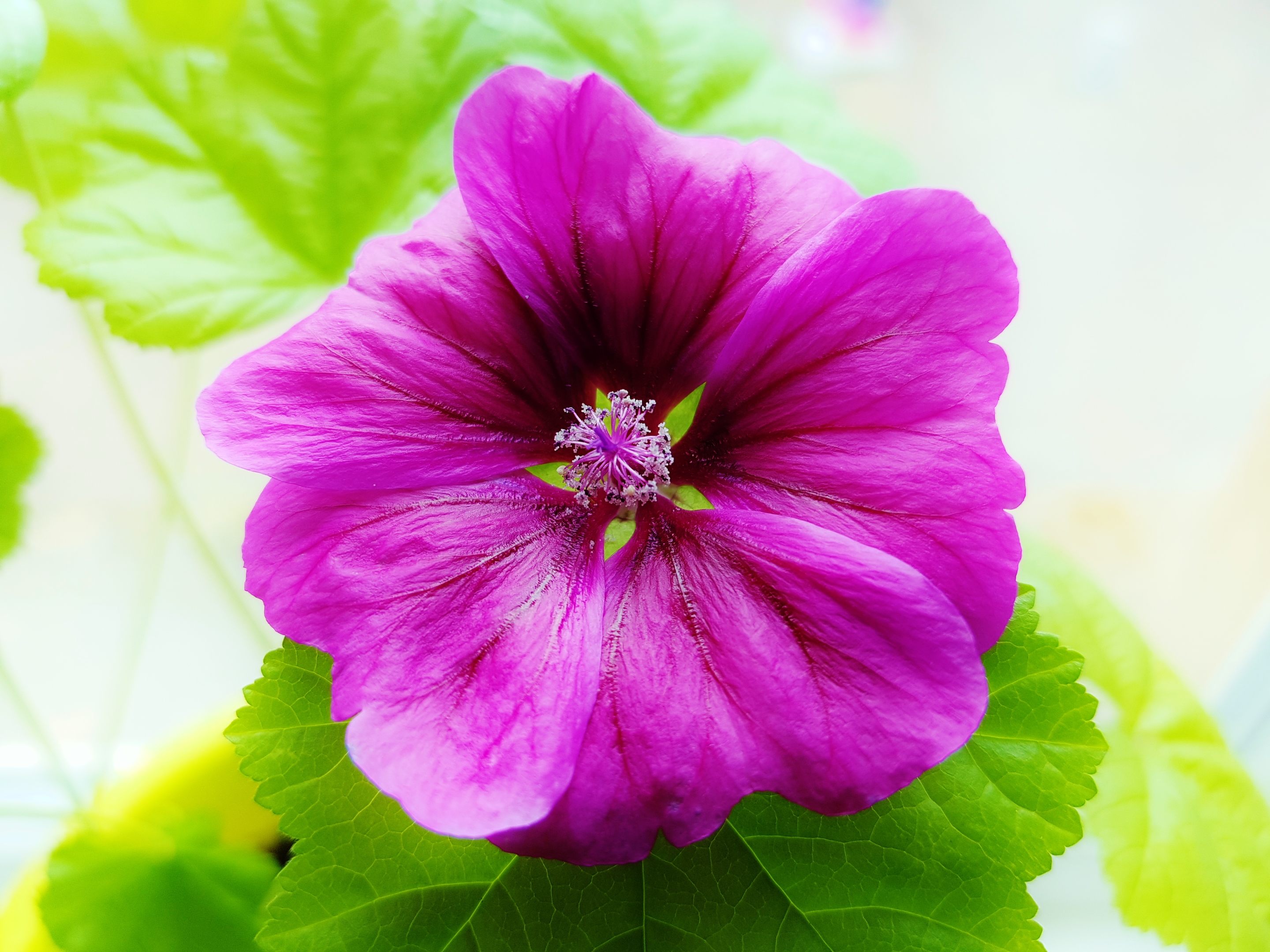 Malve 01 Das Grüne Archiv