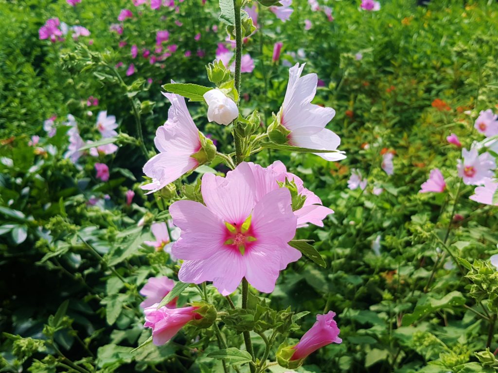 Malve, Malven, Malva