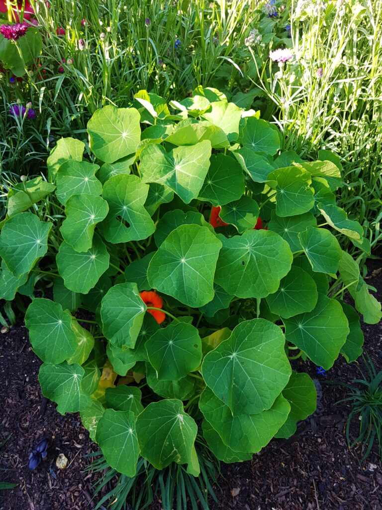 Kapuzinerkresse, Kapuzinerkressen, Tropaeolum