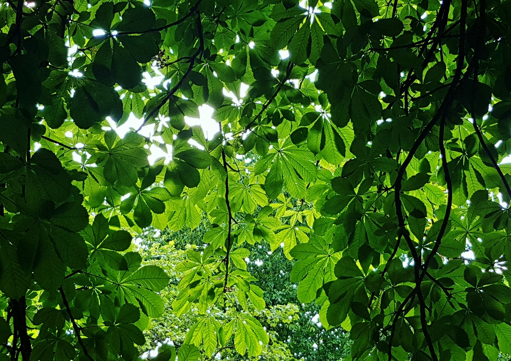 Kastanie, Kastanien, Kastanienblätter, Kastanienbaum, Rosskastanie, Aesculus, Aesculus hippocastanum