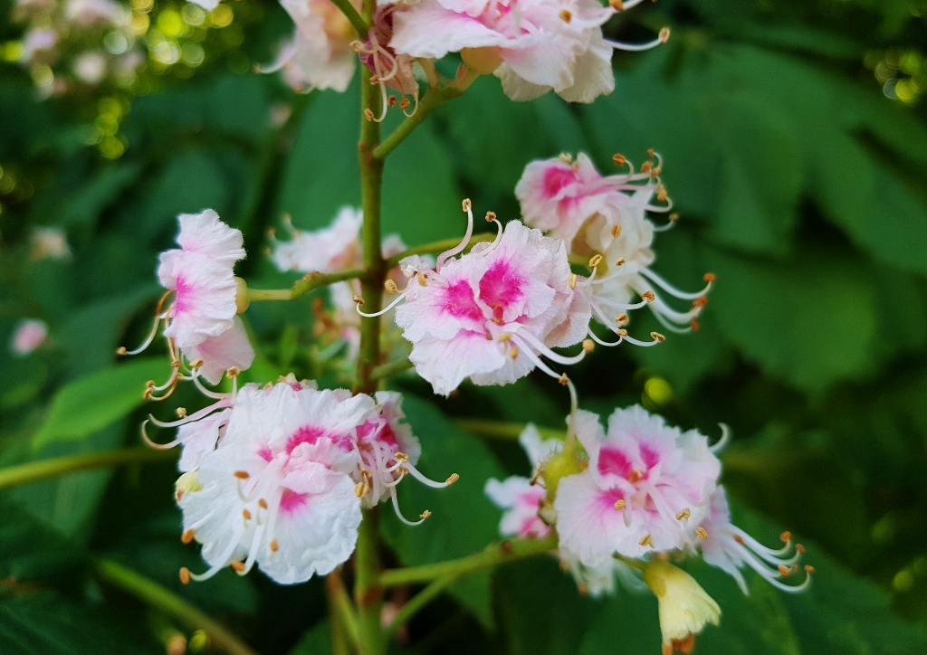 Kastanie, Kastanien, Kastanienblüte, Kastanienbaum, Rosskastanie, Aesculus, Aesculus hippocastanum