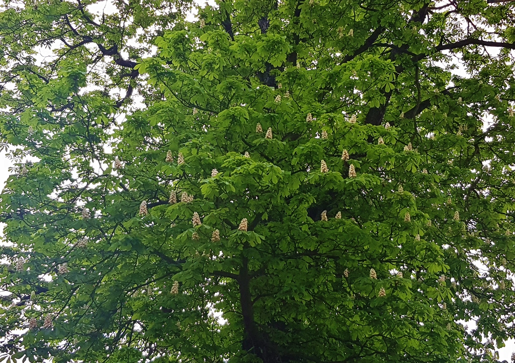 Kastanie pflanzen, Kastanie, Kastanien, Kastanienbaum, Rosskastanie, Aesculus, Aesculus hippocastanum