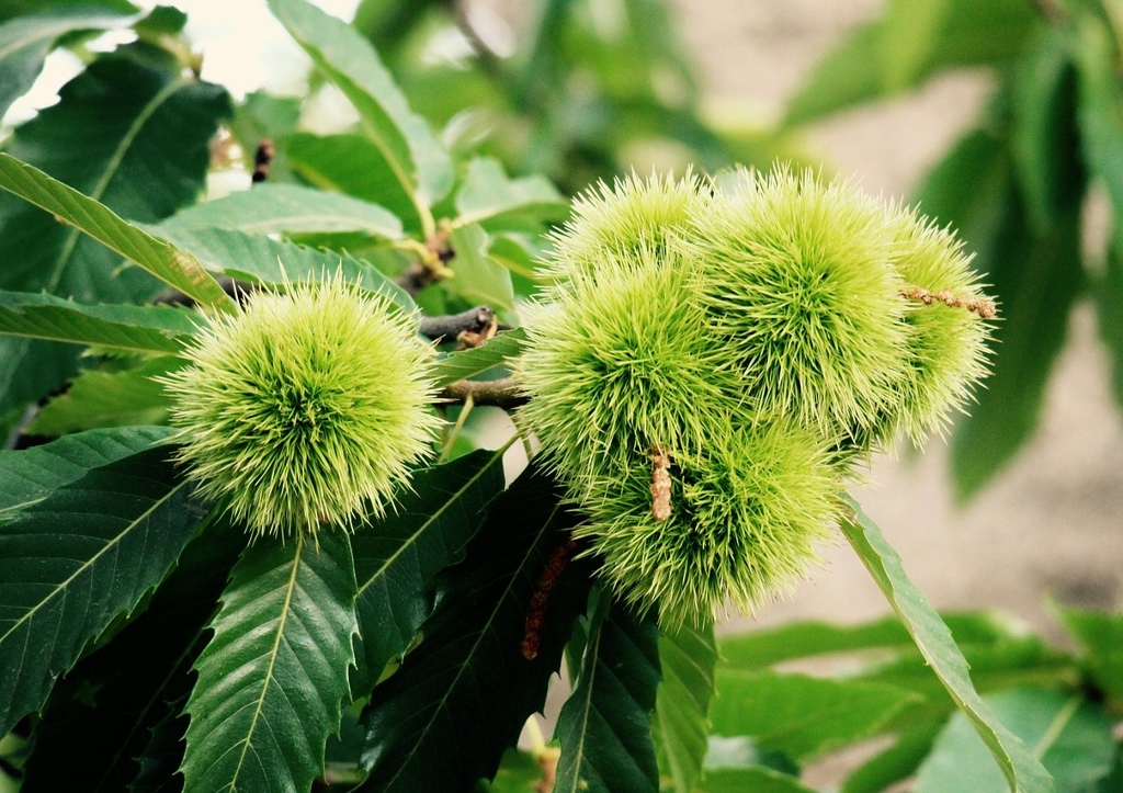 Kastanie, Kastanien, Kastanienbaum, Edelkastanie, Castanea, Castanea sativa