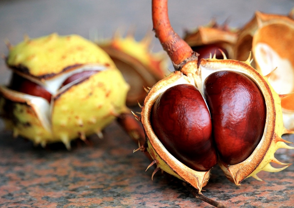 Kastanie, Kastanien, Kastanienbaum, Rosskastanie, Aesculus, Aesculus hippocastanum