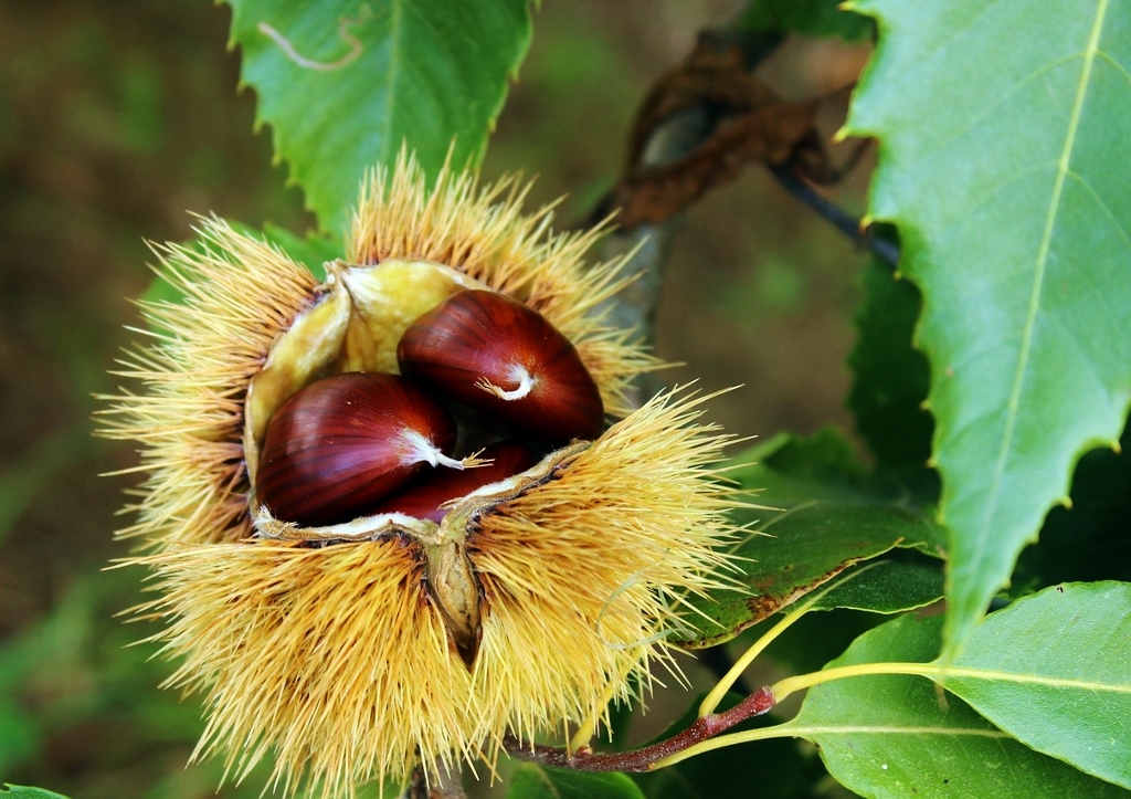 Kastanie, Kastanien, Maronen, Kastanienbaum, Edelkastanie, Castanea, Castanea sativa