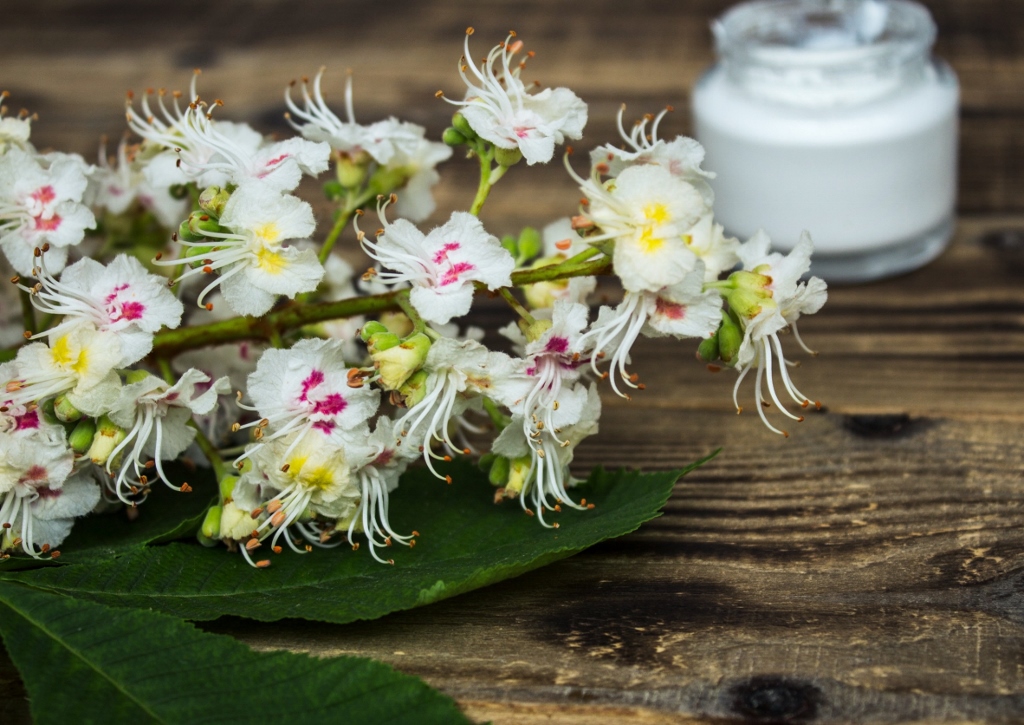 Kastanie, Kastanienblüte, Creme, Hautpflege