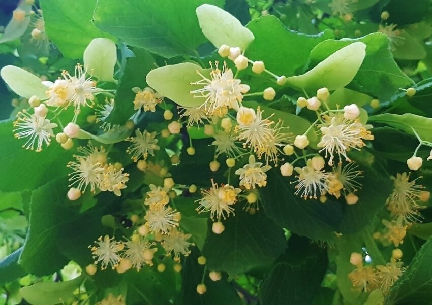 Linde pflanzen, Linde, Lindenbaum, Tilia, Lindenblüten