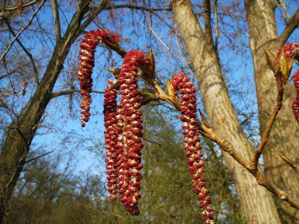 Pappel, Pappeln, Populus, Pappelallee